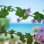Calypso Apartament *
